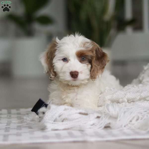 Jewel, Cockapoo Puppy
